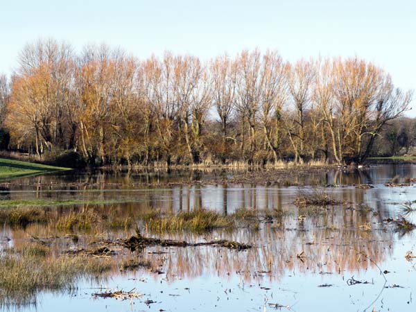 Flooding,River Frome,Wool,Trees