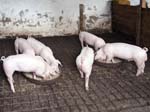 Piglets Feeding