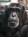 Peppa the Chimpanzee Monkey World