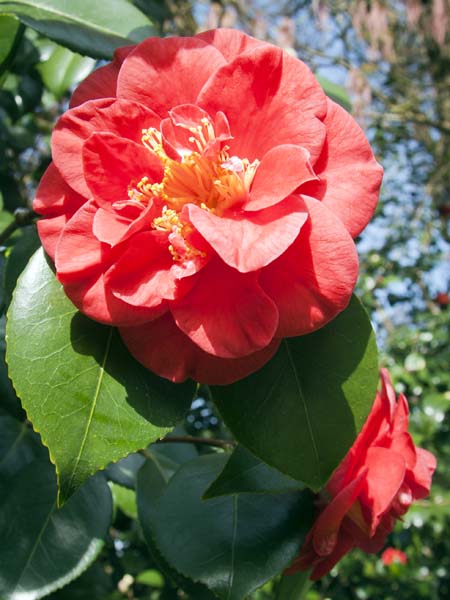 Camellia,Sir Harold Hillier Gardens,Romsey,Flower