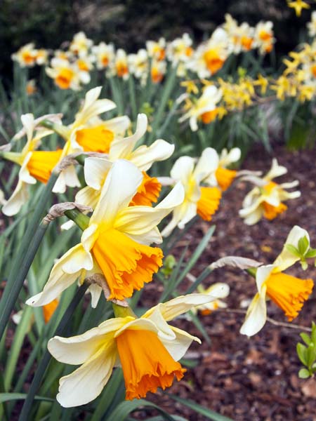 Narcissi,Sir Harold Hillier Gardens,Romsey,Flowers