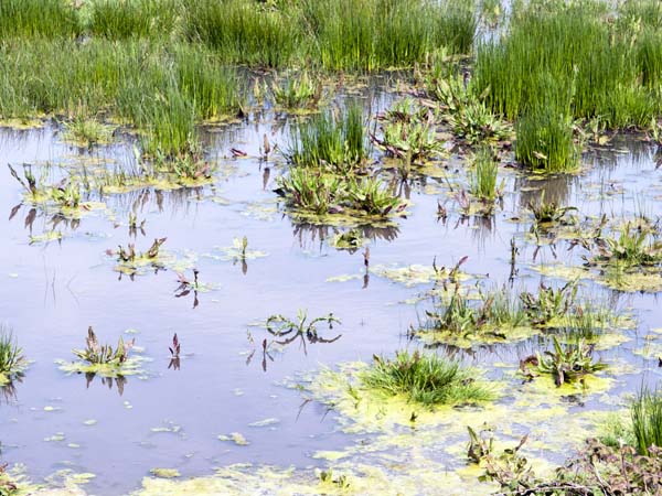 Saltpan,Pond,Keyhaven Lymington Nature Reserve,Pondweed