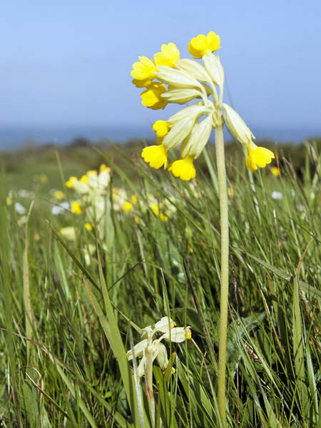 Cowslips,Flower