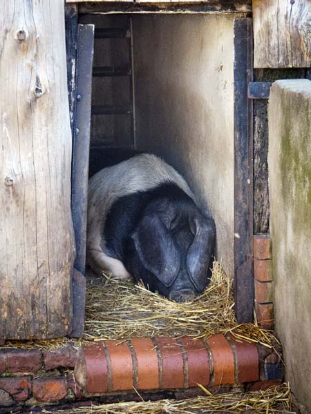 Pigsty,Manor Farm,Country Park,Bursledon,Pig