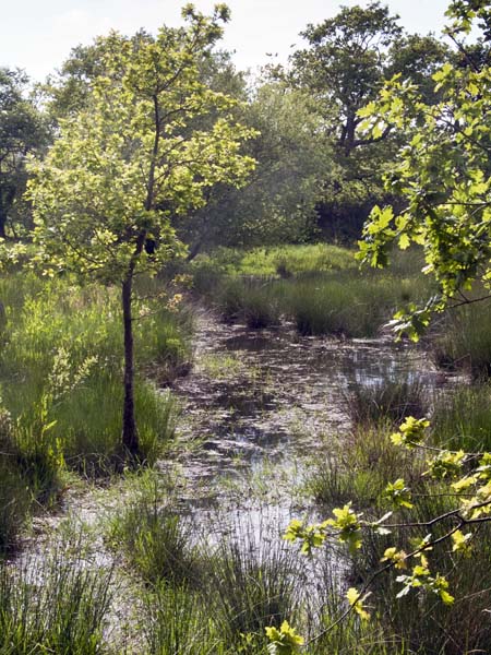 Marsh,Upton Park,Trees