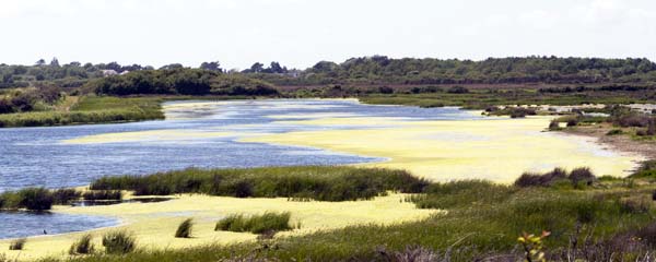 Salt Pans,Keyhaven Lymington Nature Reserve