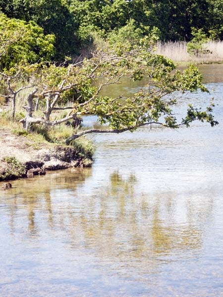 Tree,Keyhaven Lymington Nature Reserve