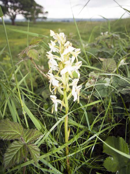 Greater Butterfly Orchid,Badbury Rings,Platanthera chlorantha