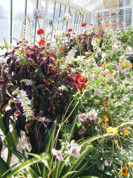 Greenhouse,Osborne House,Plants