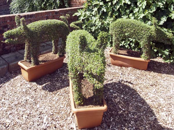 Topiary Pigs,Osborne House,Plants