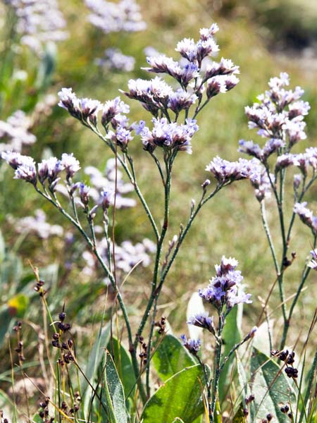 Sea Lavender,Statice vulgare,Lepe