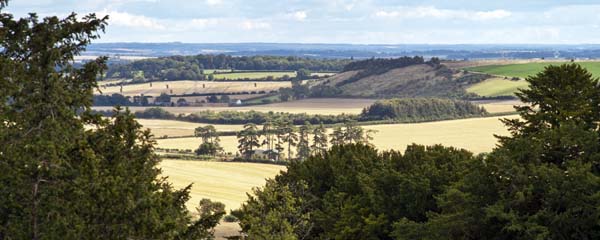Danebury Hill Fort,Iron Age,Trees,View