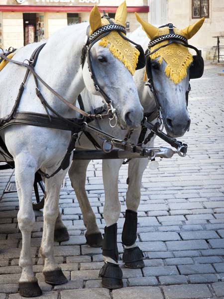Horses,Vienna,Wien