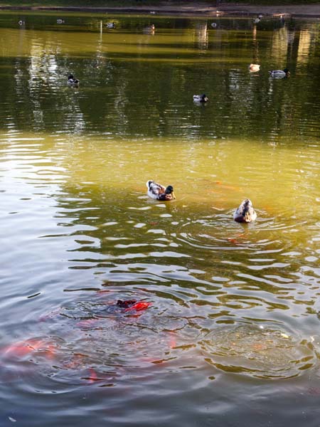 Ducks,Goldfish,Stadtpark,Vienna,Wien