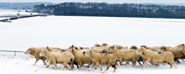 Snow,Sheep,Badbury Rings