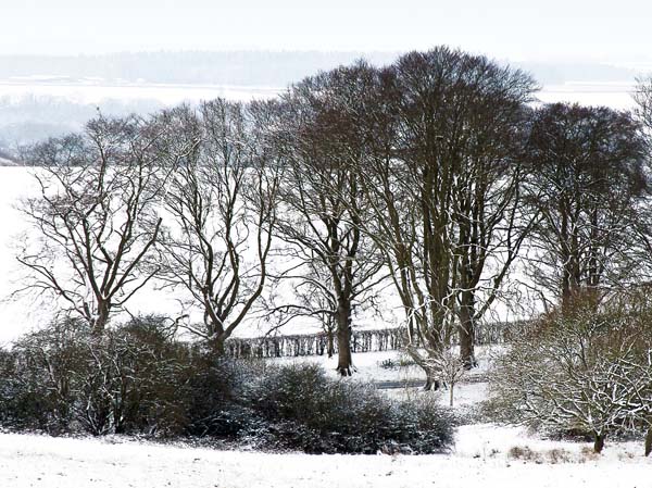 Snow,Beech Avenue,Badbury Rings