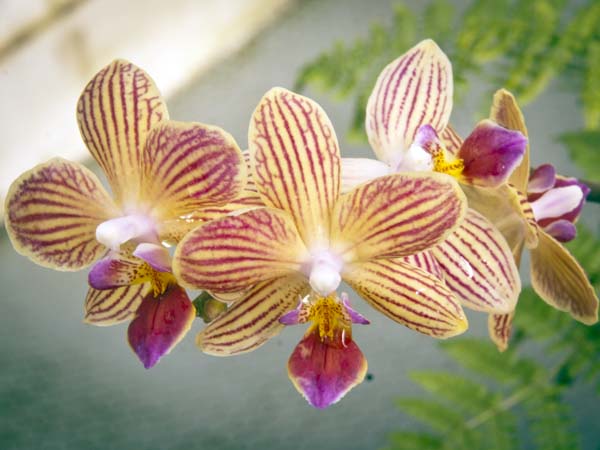 Orchid,Houghton Lodge,Stockbridge,Flowers