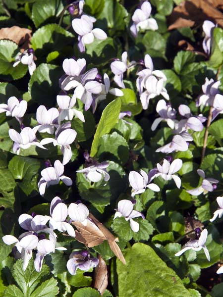 Cyclamen coum,Houghton Lodge,Stockbridge,Flowers