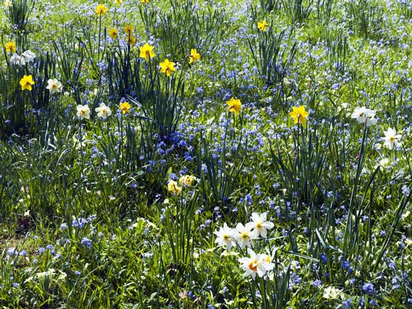 Narcissi,Houghton Lodge,Stockbridge,Flowers