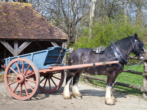 Horse and Cart,Weald and Downland Museum,Singleton