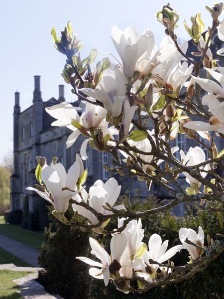 Magnolia,North Front,Mottisfont Abbey,Blossom