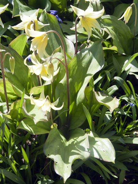 Erythronium tuolumnense,Pagoda,Mottisfont Abbey,Flowers