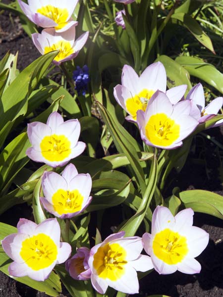 Tulipa bakeri,Lilac Wonder,Mottisfont Abbey,Flowers