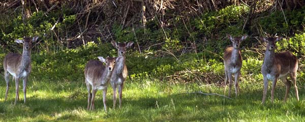 Deer,Mottisfont