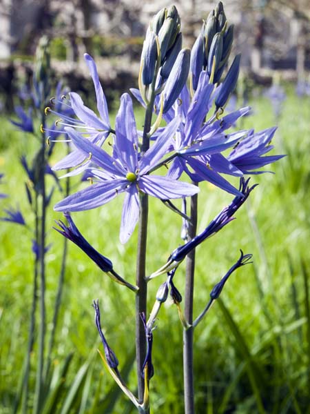 Camassia quamash,Lytes Cary,Somerton,Flowers