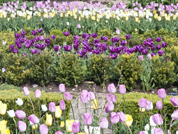 Tulips,Lytes Cary,Somerton,Flowers,Gardens