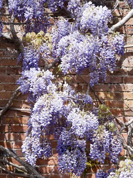 Whisteria,Barrington Court,Gardens