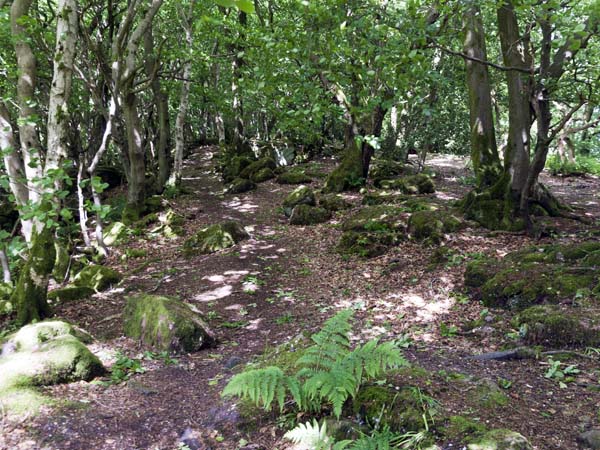 Beaulieu Wood,The Kymin,Monmouth