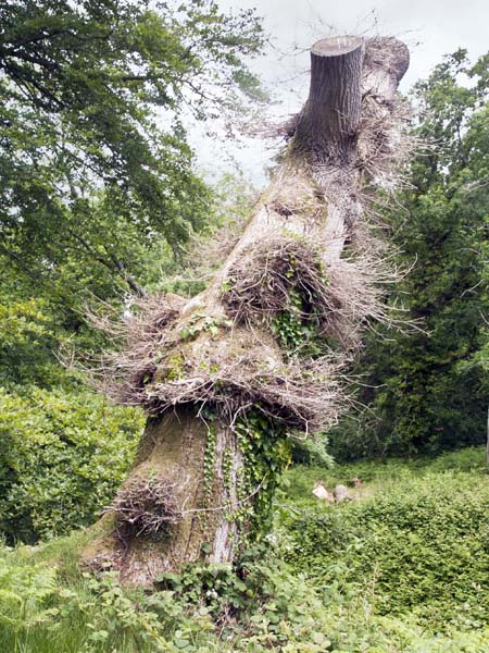 Tree Stump,Cranborne Castle