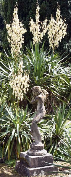 Statue,Cordylines,Pool Garden,Mapperton