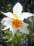 A Narcissus