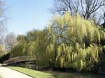 Willows by the River Test