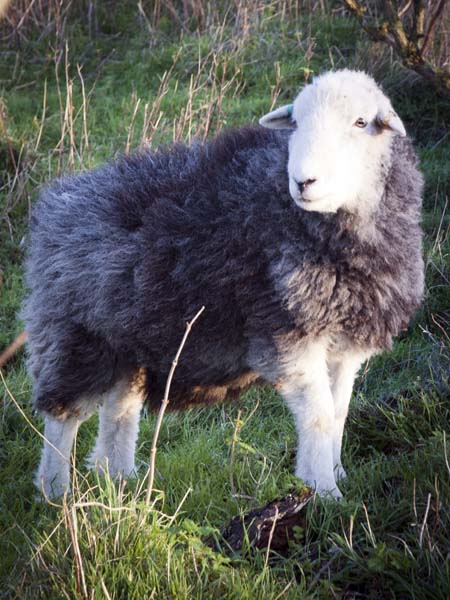Sheep,Old Winchester Hill