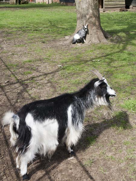 Goats,Staunton Country Park