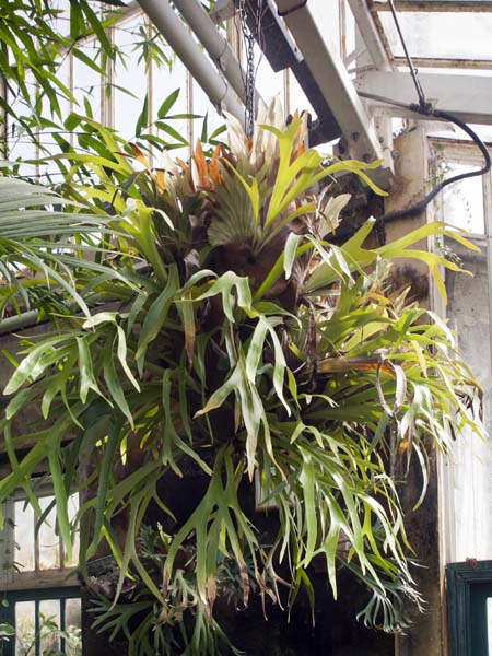 Orchid,Glasshouses,Staunton Country Park