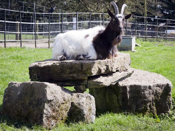 Goat,Staunton Country Park