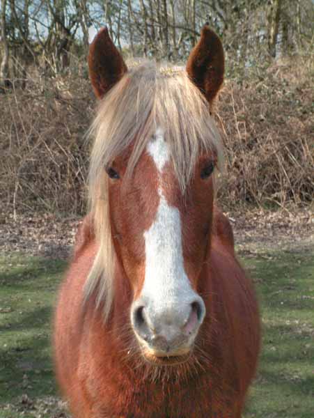 Horses,Pony,Animal