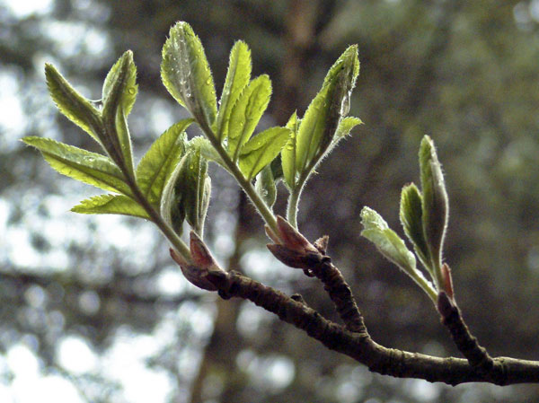 Tree,Leaf
