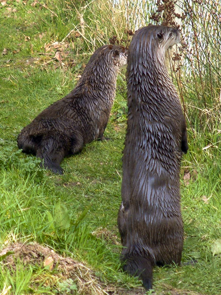 New Forest Wildlife Park,Animals,Canadian Otters