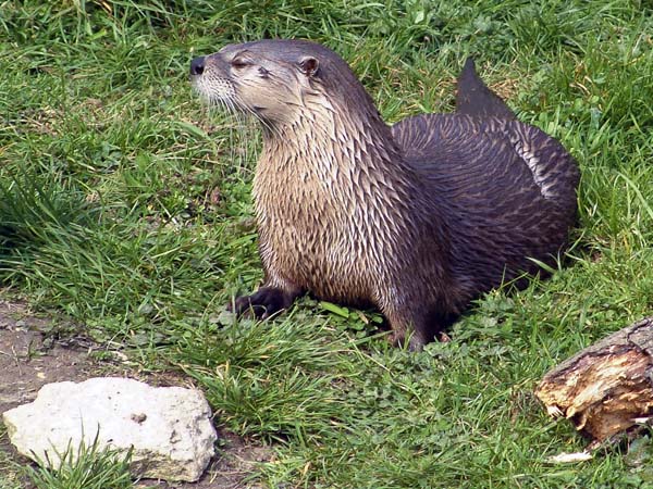New Forest Wildlife Park,Animal,Canadian Otter