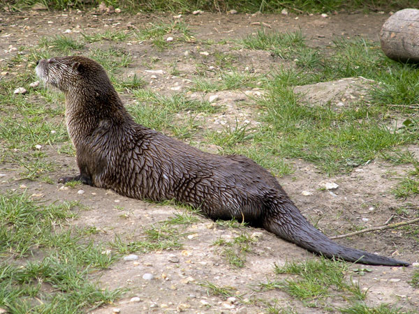 New Forest Wildlife Park,Animals,Canadian Otters