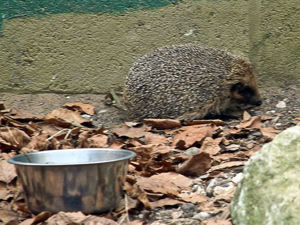 New Forest Wildlife Park,Animal,Hedgehog,
