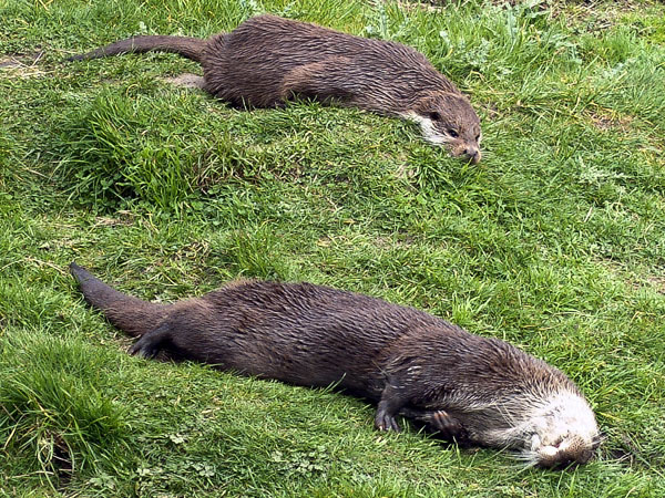 New Forest Wildlife Park,Animals,Otters