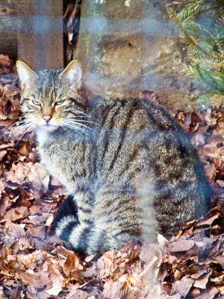 New Forest Wildlife Park,Animal,Wild Cat