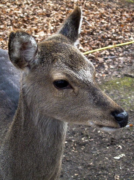 New Forest Wildlife Park,Animal,Deer