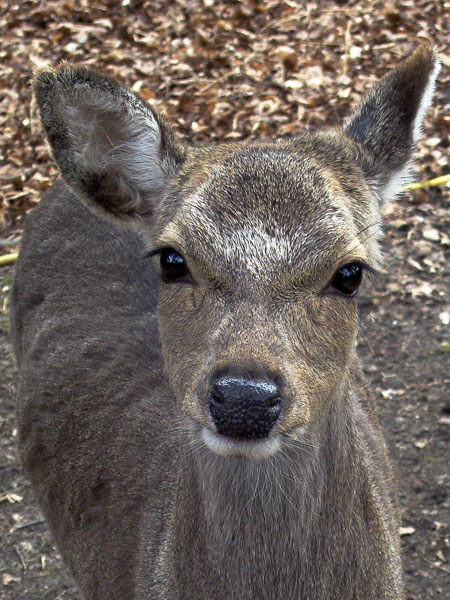 New Forest Wildlife Park,Animal,Deer